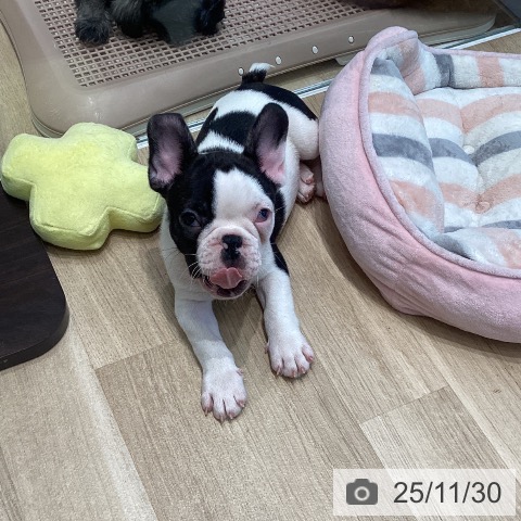 宮城県のフレンチブルドッグ (ペットプラス 仙台泉大沢店/2025年9月25日生まれ/男の子/パイド)の子犬の3枚目の画像