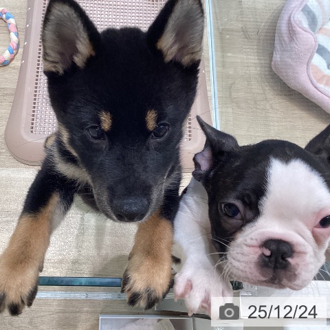 宮城県のフレンチブルドッグ (ペットプラス 仙台泉大沢店/2025年9月25日生まれ/男の子/パイド)の子犬の3枚目の画像