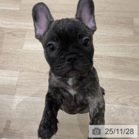 三重県のフレンチブルドッグ (ペットプラス 鈴鹿店/2025年9月25日生まれ/女の子/ブリンドル)の子犬の4枚目の画像