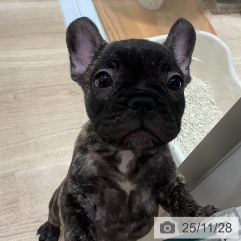 三重県のフレンチブルドッグ (ペットプラス 鈴鹿店/2025年9月25日生まれ/女の子/ブリンドル)の子犬の3枚目の画像