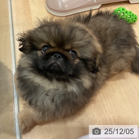 愛知県のペキニーズ (ペットプラス 千音寺店/2025年9月25日生まれ/男の子/レッドブラックマスク)の子犬の4枚目の画像