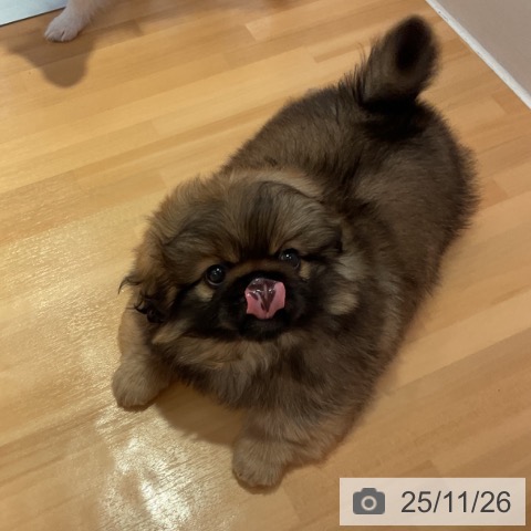 ペキニーズの写真