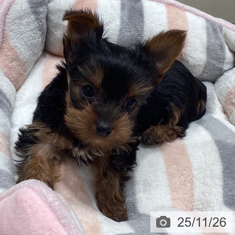 ヨークシャー・テリアの写真