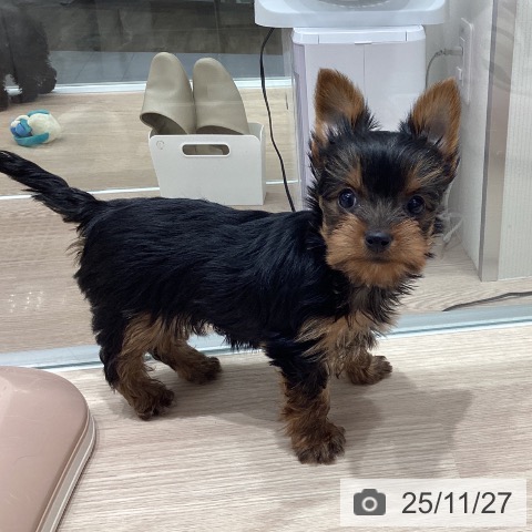 ヨークシャー・テリアの写真