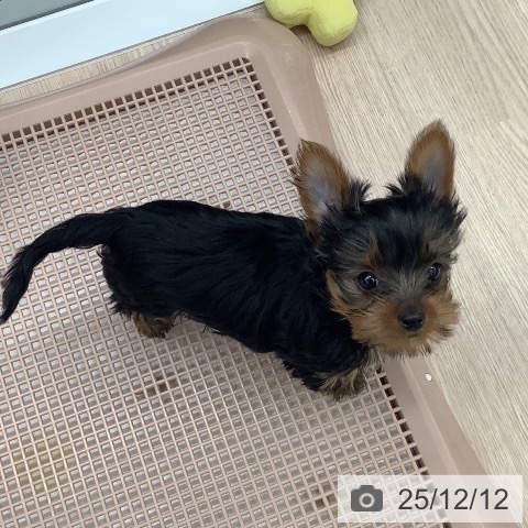 石川県のヨークシャーテリア (ペットプラス 白山店/2025年9月25日生まれ/女の子/スチールブルータン)の子犬の3枚目の画像