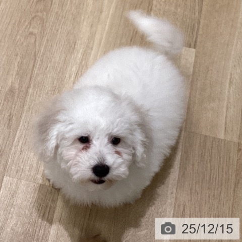 岩手県のビションフリーゼ (ペットプラス 盛岡南店/2025年9月22日生まれ/男の子/ホワイト)の子犬の4枚目の画像