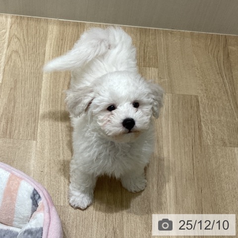 岩手県のビションフリーゼ (ペットプラス 盛岡南店/2025年9月22日生まれ/男の子/ホワイト)の子犬の3枚目の画像