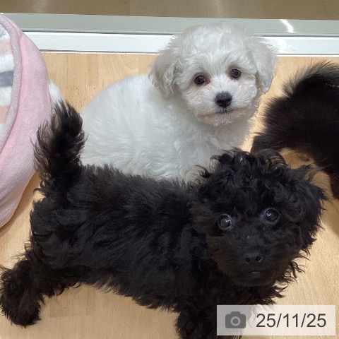 ビション・フリーゼの写真