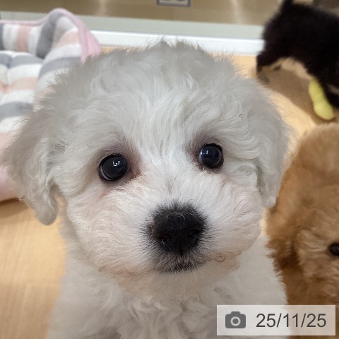 ビション・フリーゼの写真