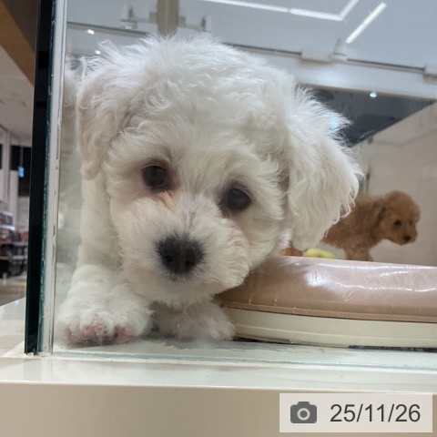 ビション・フリーゼの写真