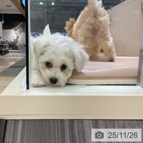 ビション・フリーゼの写真