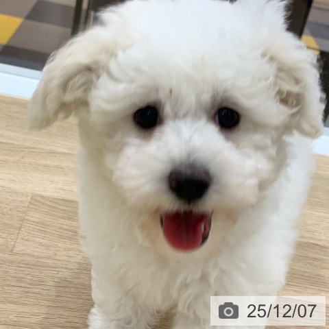 岐阜県のビションフリーゼ (ペットプラス 光ケ丘店/2025年9月22日生まれ/女の子/ホワイト)の子犬の4枚目の画像