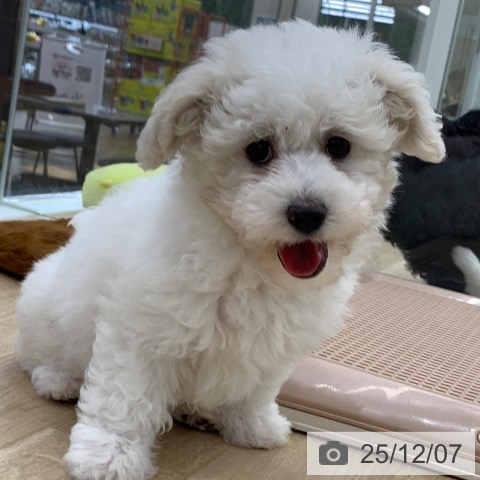 岐阜県のビションフリーゼ (ペットプラス 光ケ丘店/2025年9月22日生まれ/女の子/ホワイト)の子犬の3枚目の画像