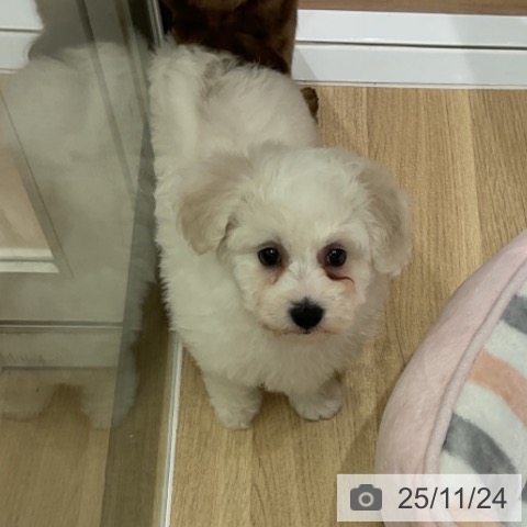 ビション・フリーゼの写真