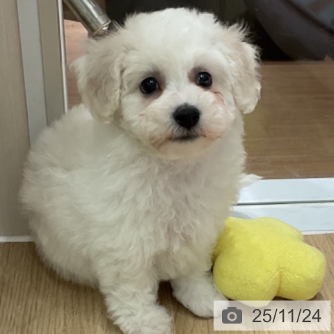 ビション・フリーゼの写真