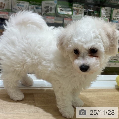 愛知県のビションフリーゼ (ペットプラス イオンモール豊川店/2025年9月22日生まれ/女の子/ホワイト)の子犬の4枚目の画像