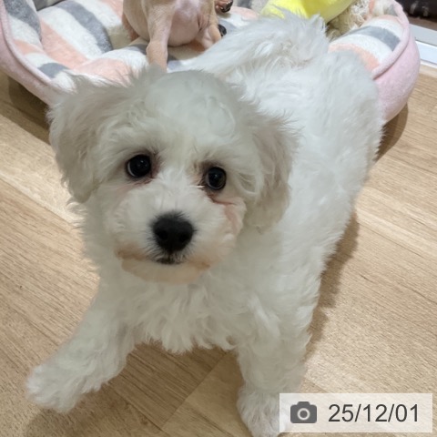 愛知県のビションフリーゼ (ペットプラス イオンモール豊川店/2025年9月22日生まれ/女の子/ホワイト)の子犬の3枚目の画像