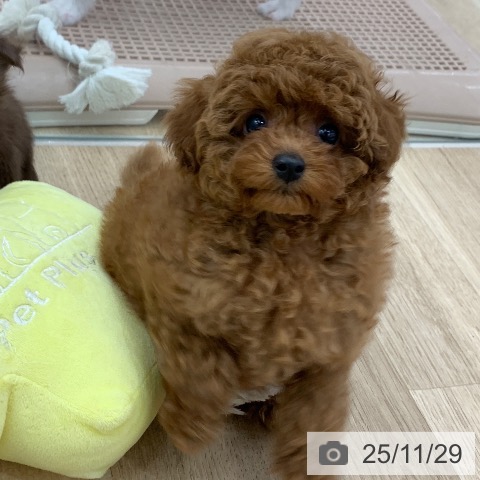 岐阜県のトイプードル(トイ) (ペットプラス 光ケ丘店/2025年9月25日生まれ/男の子/レッド)の子犬の4枚目の画像