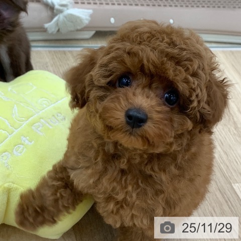 岐阜県のトイプードル(トイ) (ペットプラス 光ケ丘店/2025年9月25日生まれ/男の子/レッド)の子犬の3枚目の画像