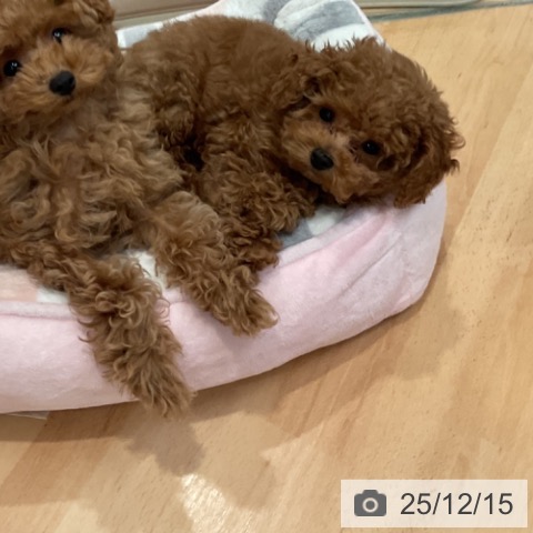 愛知県のトイプードル(トイ) (ペットプラス 名古屋茶屋店/2025年9月25日生まれ/男の子/レッド)の子犬の4枚目の画像