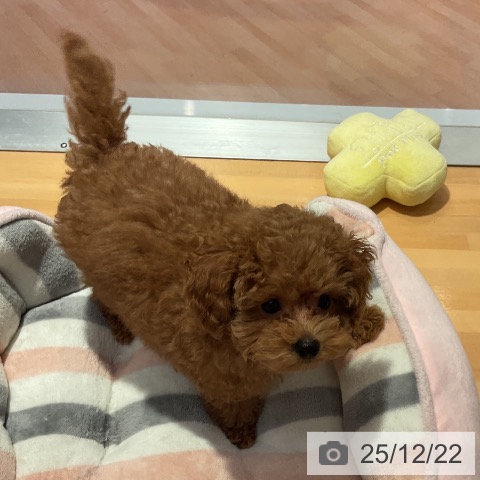 愛知県のトイプードル(トイ) (ペットプラス 名古屋茶屋店/2025年9月25日生まれ/男の子/レッド)の子犬の4枚目の画像