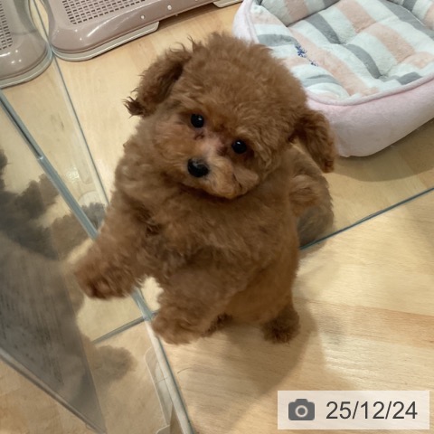 愛知県のトイプードル(トイ) (ペットプラス 名古屋茶屋店/2025年9月25日生まれ/男の子/レッド)の子犬の4枚目の画像