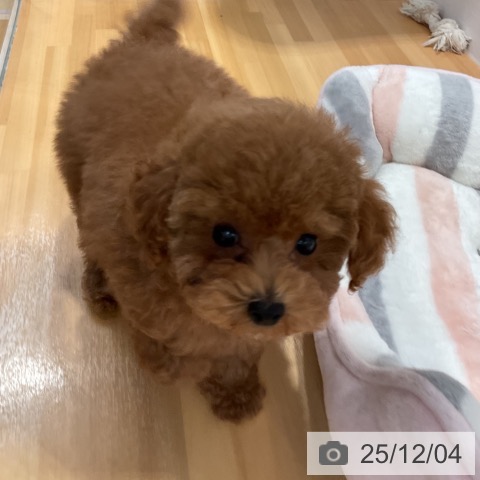 愛知県のトイプードル(トイ) (ペットプラス 名古屋茶屋店/2025年9月25日生まれ/男の子/レッド)の子犬の3枚目の画像