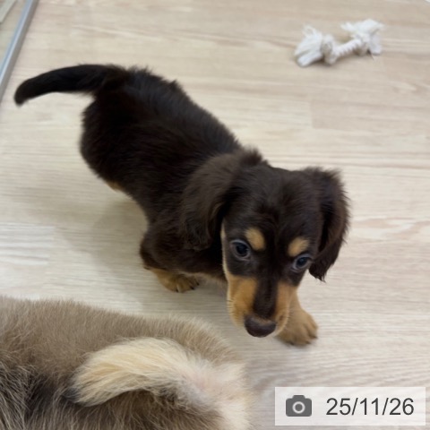 ミニチュア・ダックスフンドの写真