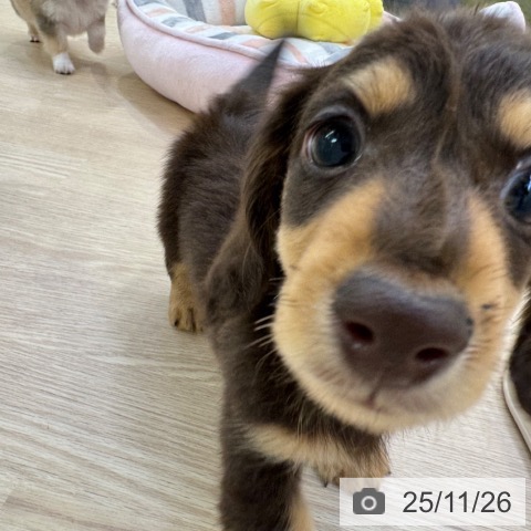 ミニチュア・ダックスフンドの写真