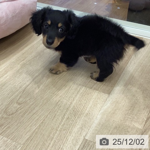 ミニチュア・ダックスフンドの写真