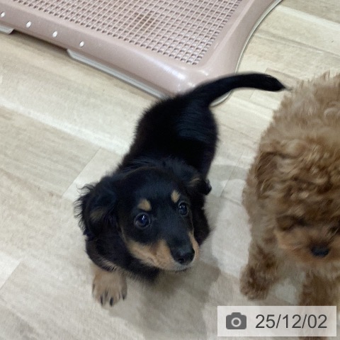 ミニチュア・ダックスフンドの写真