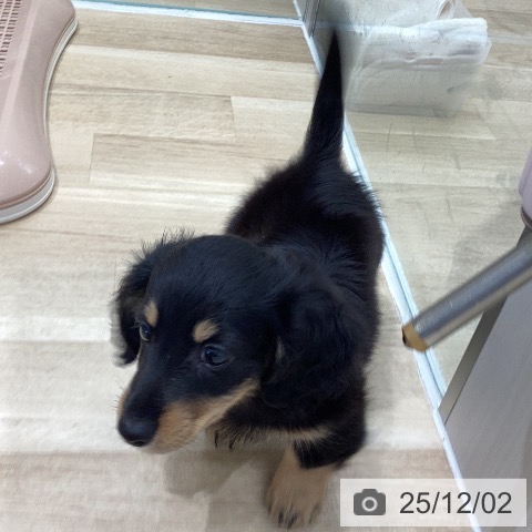 ミニチュア・ダックスフンドの写真