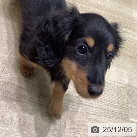 愛知県のミニチュアダックスフンド(ロング) (ペットプラス 則武新町店/2025年9月21日生まれ/女の子/ブラックタン)の子犬の4枚目の画像