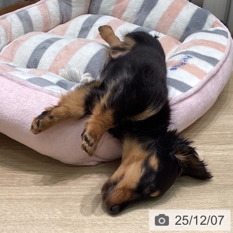 愛知県のミニチュアダックスフンド(ロング) (ペットプラス 則武新町店/2025年9月21日生まれ/女の子/ブラックタン)の子犬の3枚目の画像