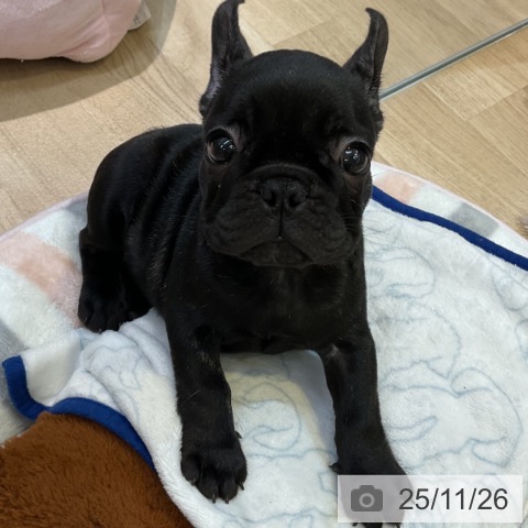 フレンチ・ブルドッグの写真