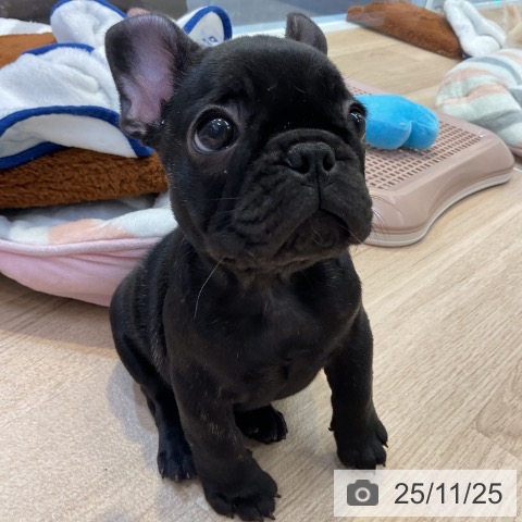フレンチ・ブルドッグの写真