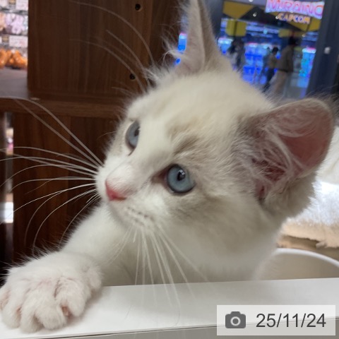 ラグドールの写真