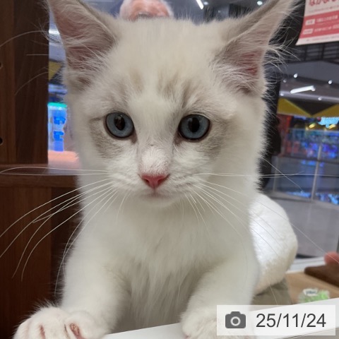 ラグドールの写真