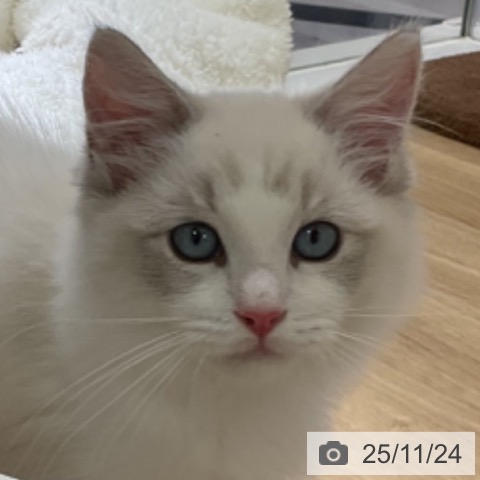 ラグドールの写真