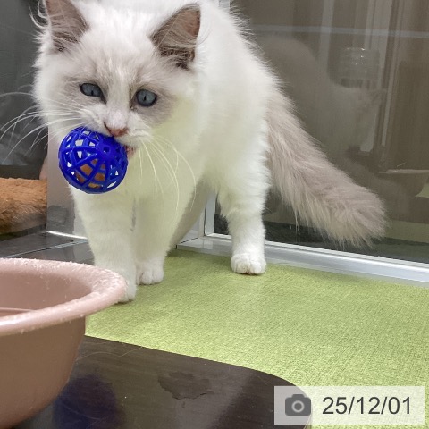 ラグドールの写真