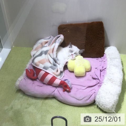 ラグドールの写真