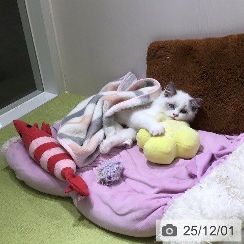 ラグドールの写真