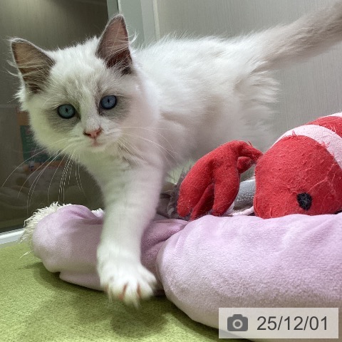 ラグドールの写真