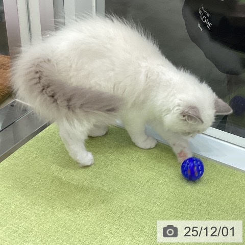 ラグドールの写真