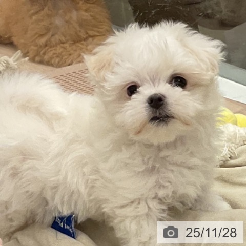 マルチーズの写真