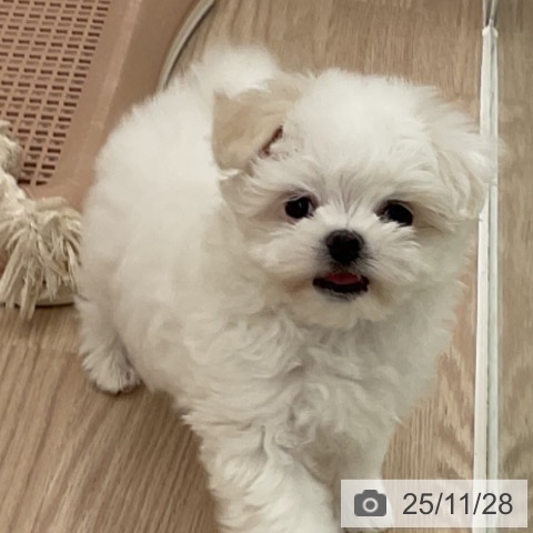 マルチーズの写真