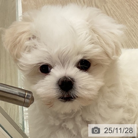 マルチーズの写真