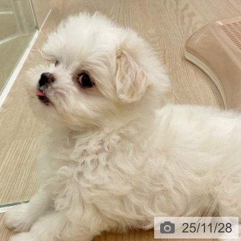 マルチーズの写真