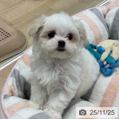 マルチーズの写真