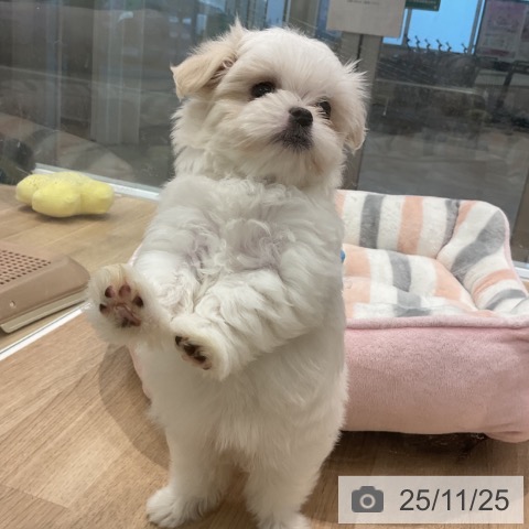 マルチーズの写真